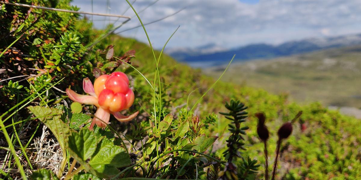 Picking cloudberries norway